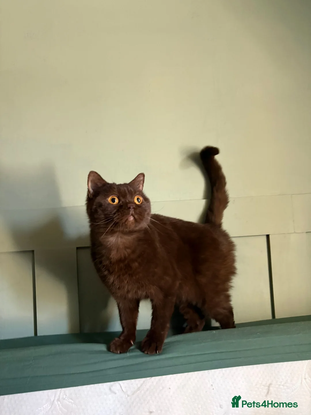 British Shorthair cats for sale:  Lilac & chocolate British Shorthair kittens  - Advert 17