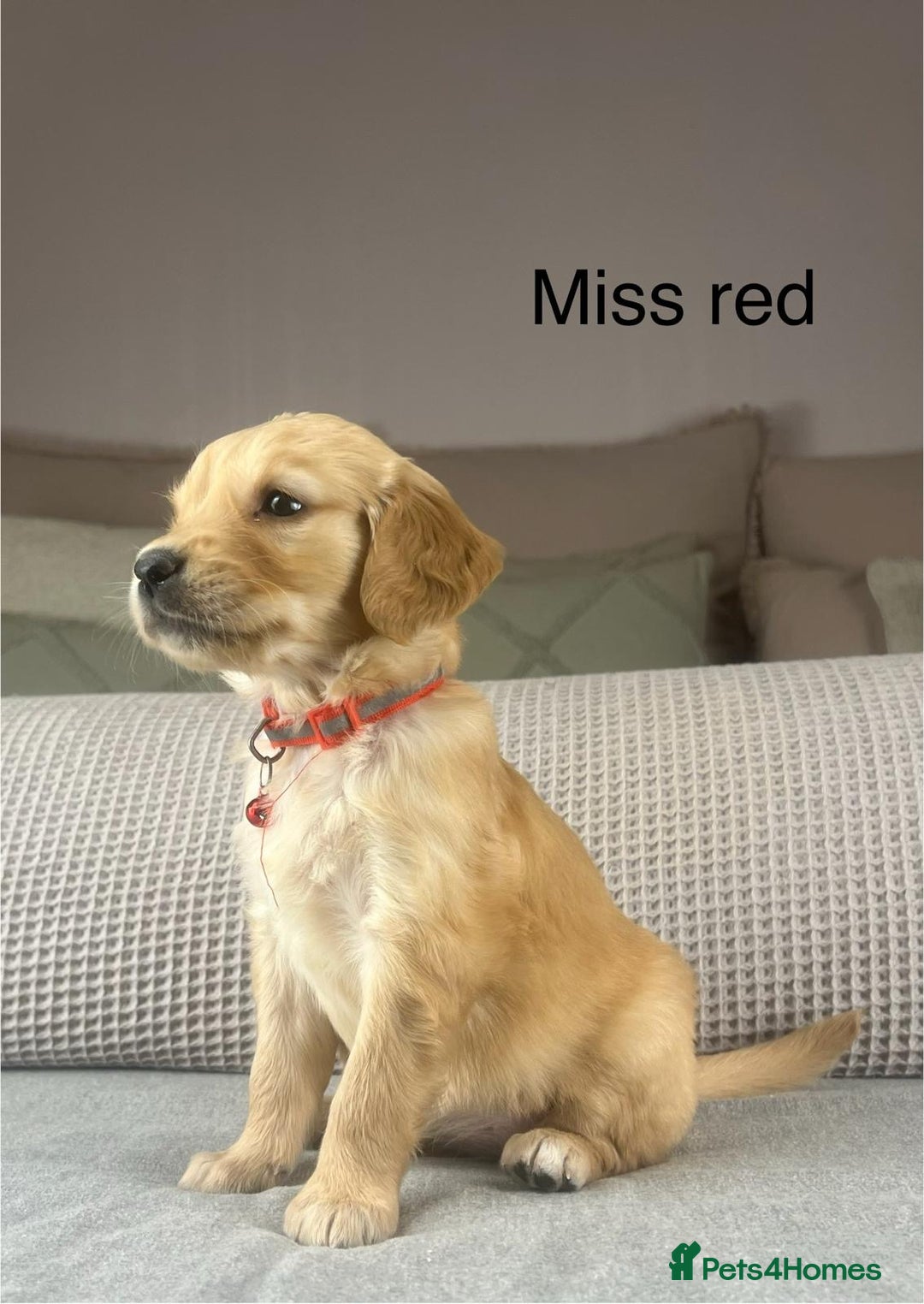 Golden Retriever dogs for sale: KC GOLDENS FROM HIP ELBOW DNA GOOD LINEAGE - Advert 21