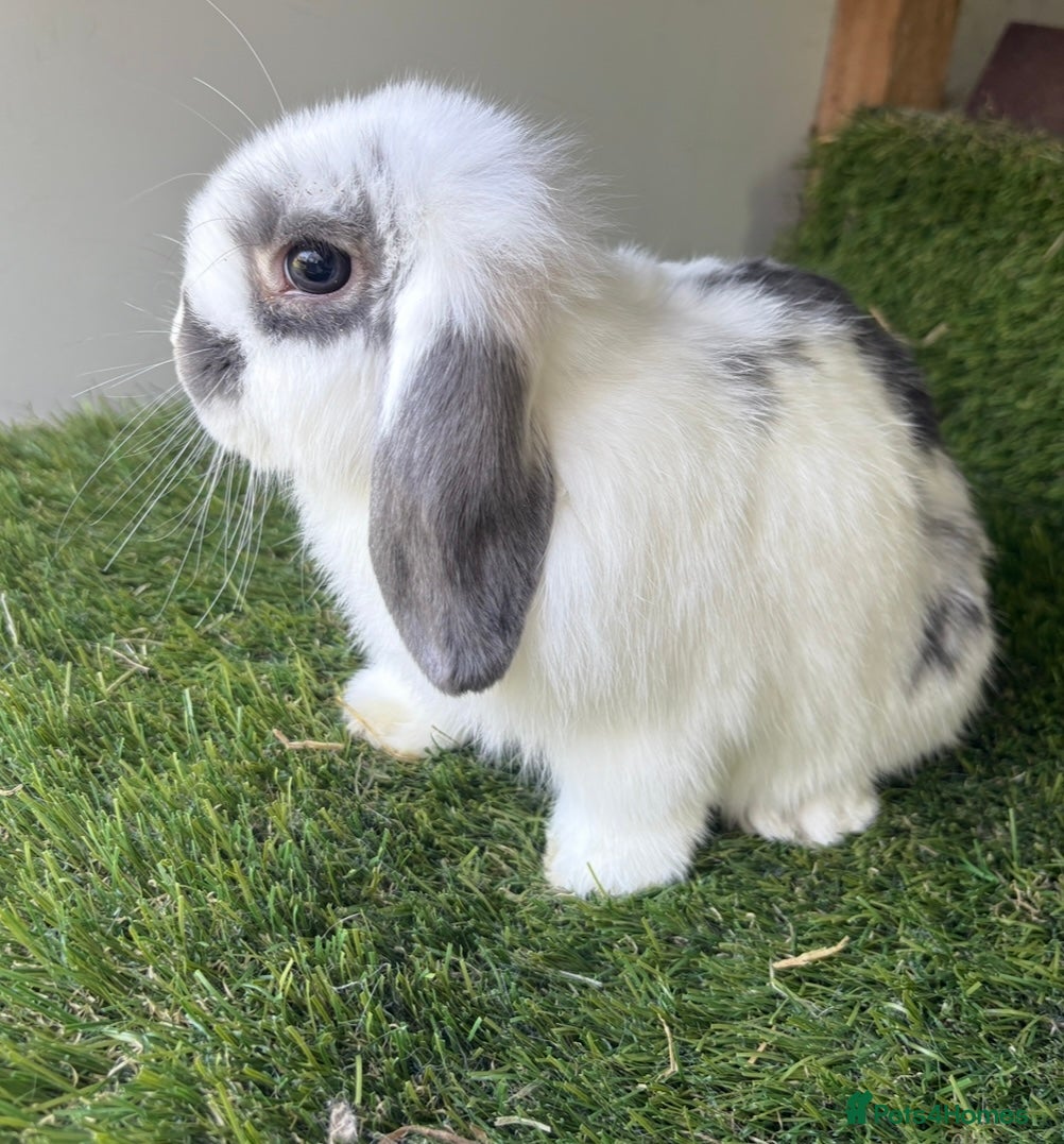 Mini Lop rabbits Stunning mini lop babies - Advert 1