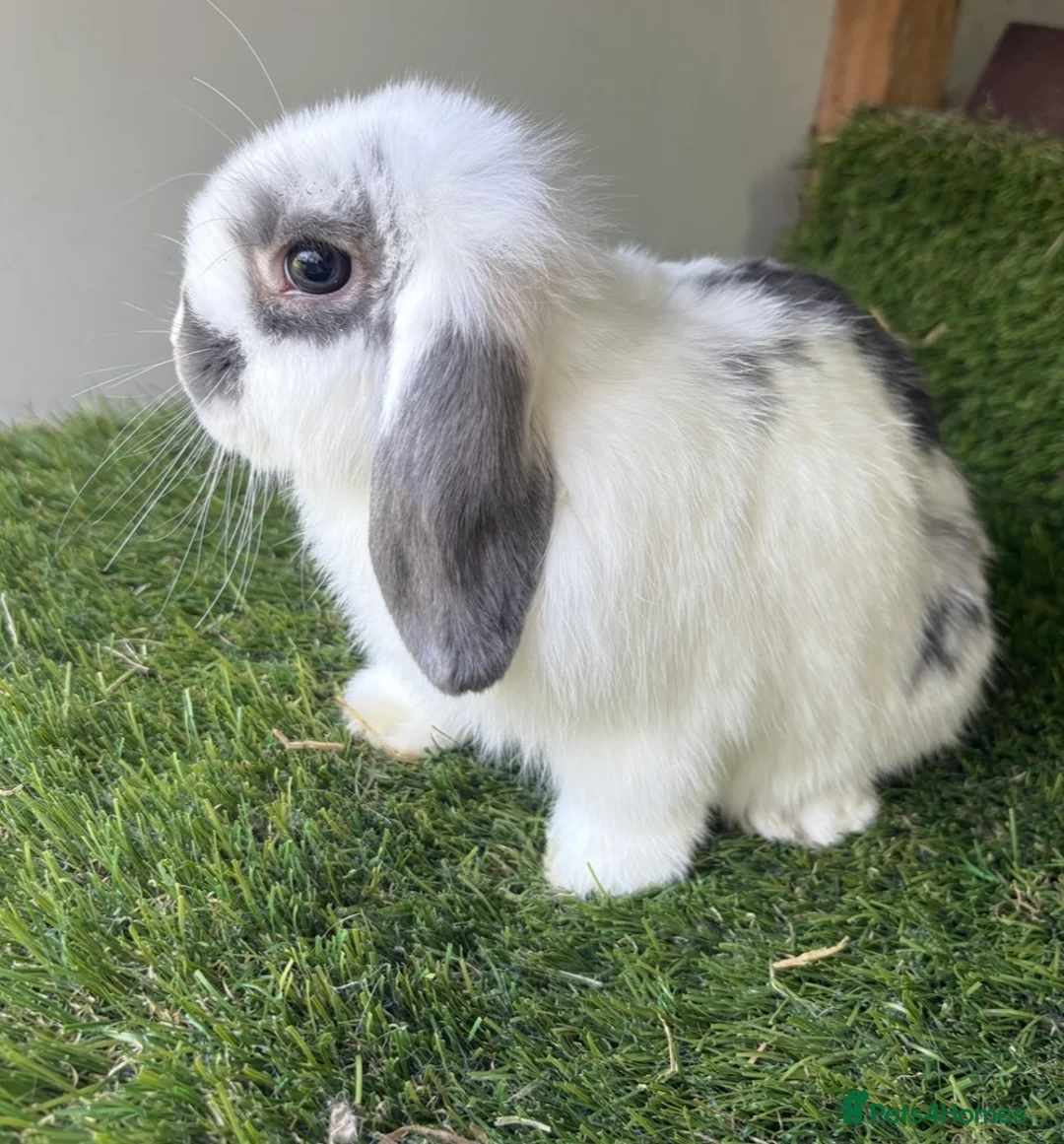 Mini Lop rabbits for sale: Stunning mini lop babies - Advert 1