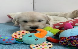 Golden Retriever dogs for sale: Gorgeous KC reg Golden Retriever Puppies - Image 6