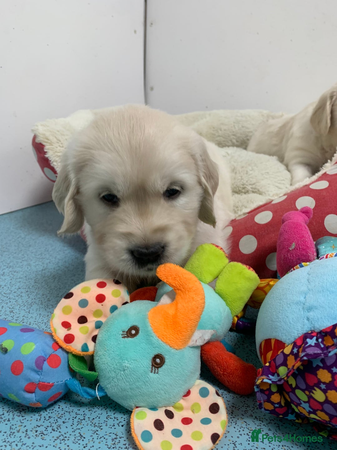 Golden Retriever dogs for sale: Gorgeous KC reg Golden Retriever Puppies - Image 6