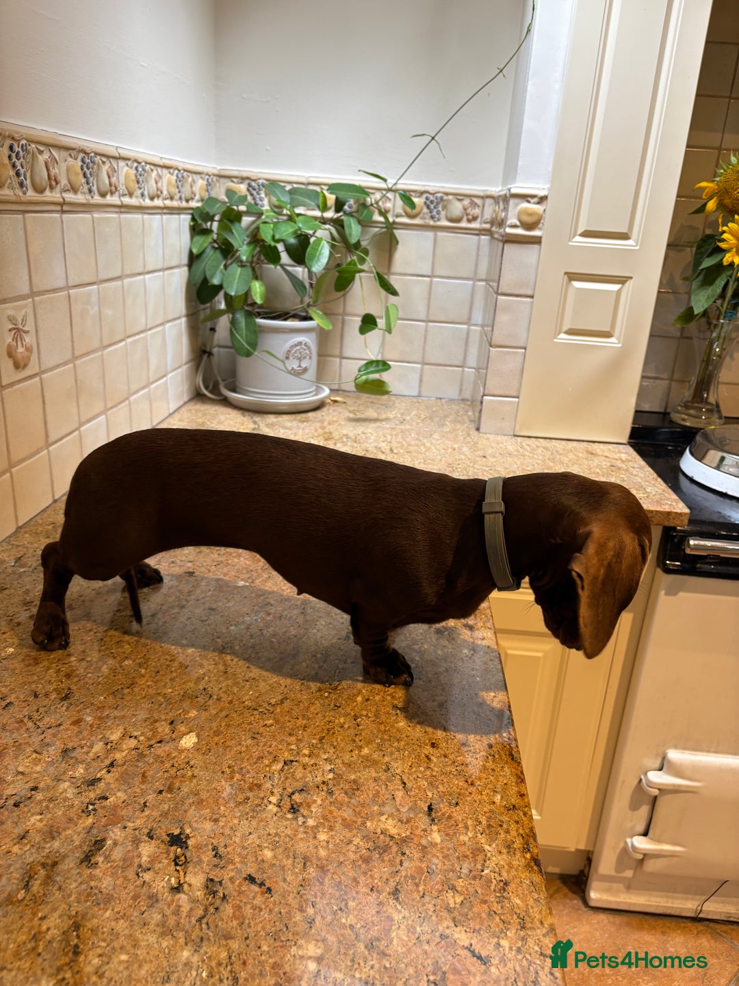 Miniature Dachshund dogs for sale: 🐾MINIATURE SMOOTH HAIRED DACHSHUND PUPPIES🐾 - Advert 3