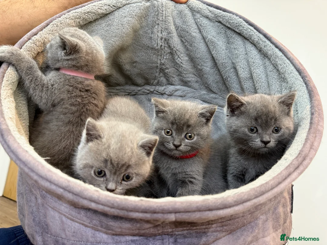 British Shorthair cats for stud: British Shorthair male –  stud available - Advert 3