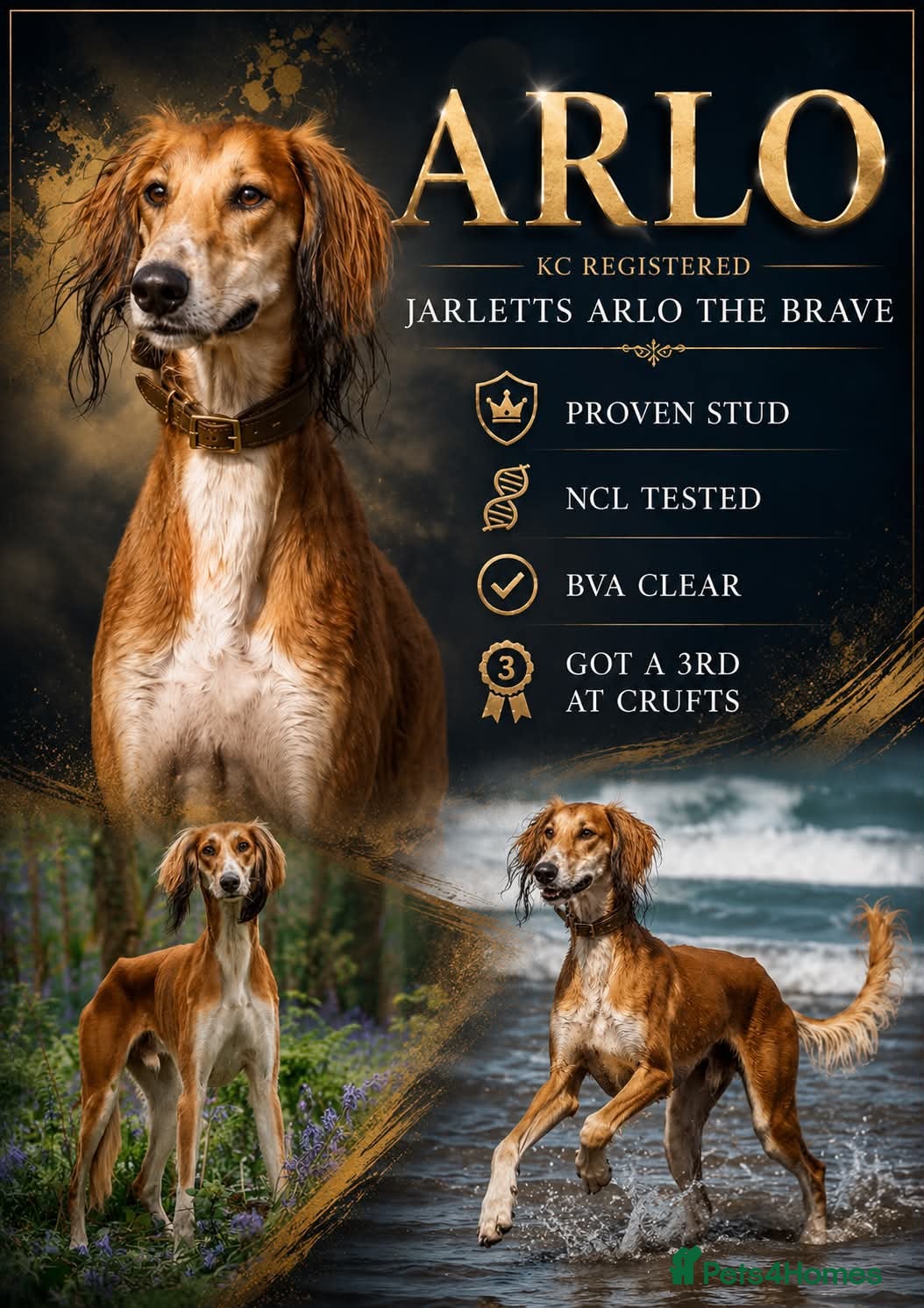 Saluki dogs for stud: KC saluki make for stud in Yelverton - Advert 1