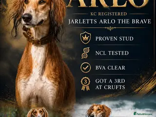 Saluki dogs KC saluki make for stud - Advert 1