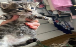 Mixed Breed cats for sale: Gorgeous tabby kittens (ONLY 1 LEFT) - Image 17