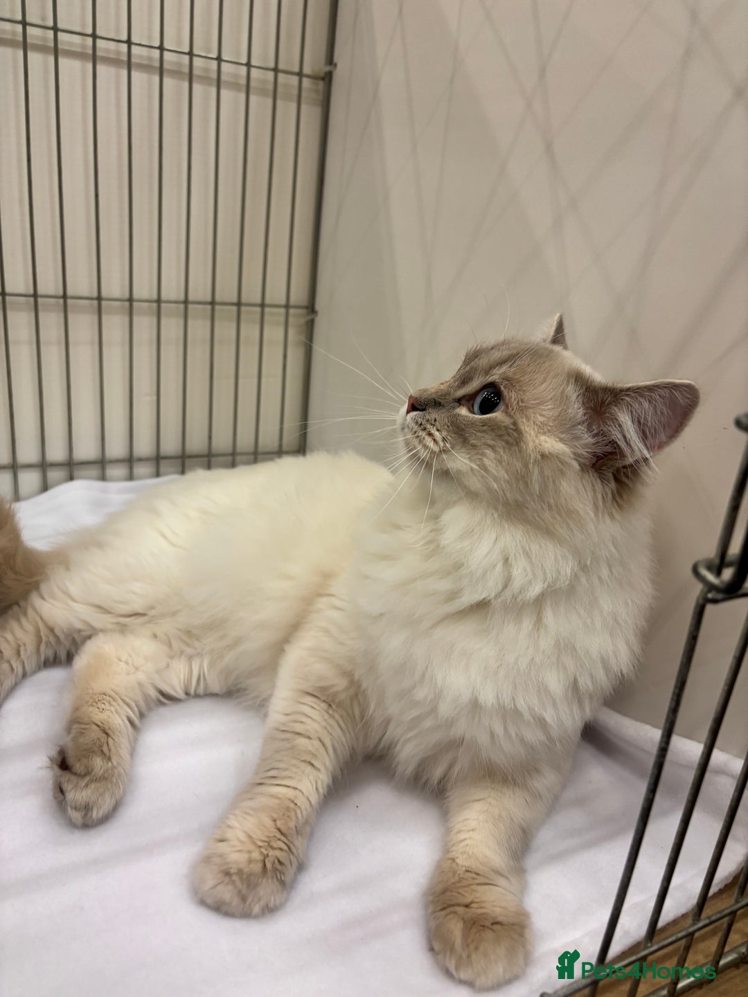 Ragdoll cats for stud: Lilac tabby colourpoint for stud - Advert 2