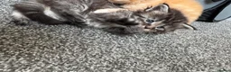 Maine Coon cats for sale: Stunning litter of 7 Maine coons!  - Advert 21