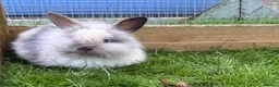 Mini Lion Lop rabbits for sale: Mini lion lops! now ready!!!! £25 each - Advert 8