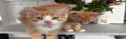Mixed Breed cats for sale: 2 male kittens  in Knottingley - Advert 6