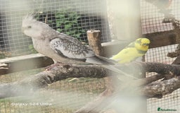 Cockatiels birds for sale: White faced cockatiels  - Image 2