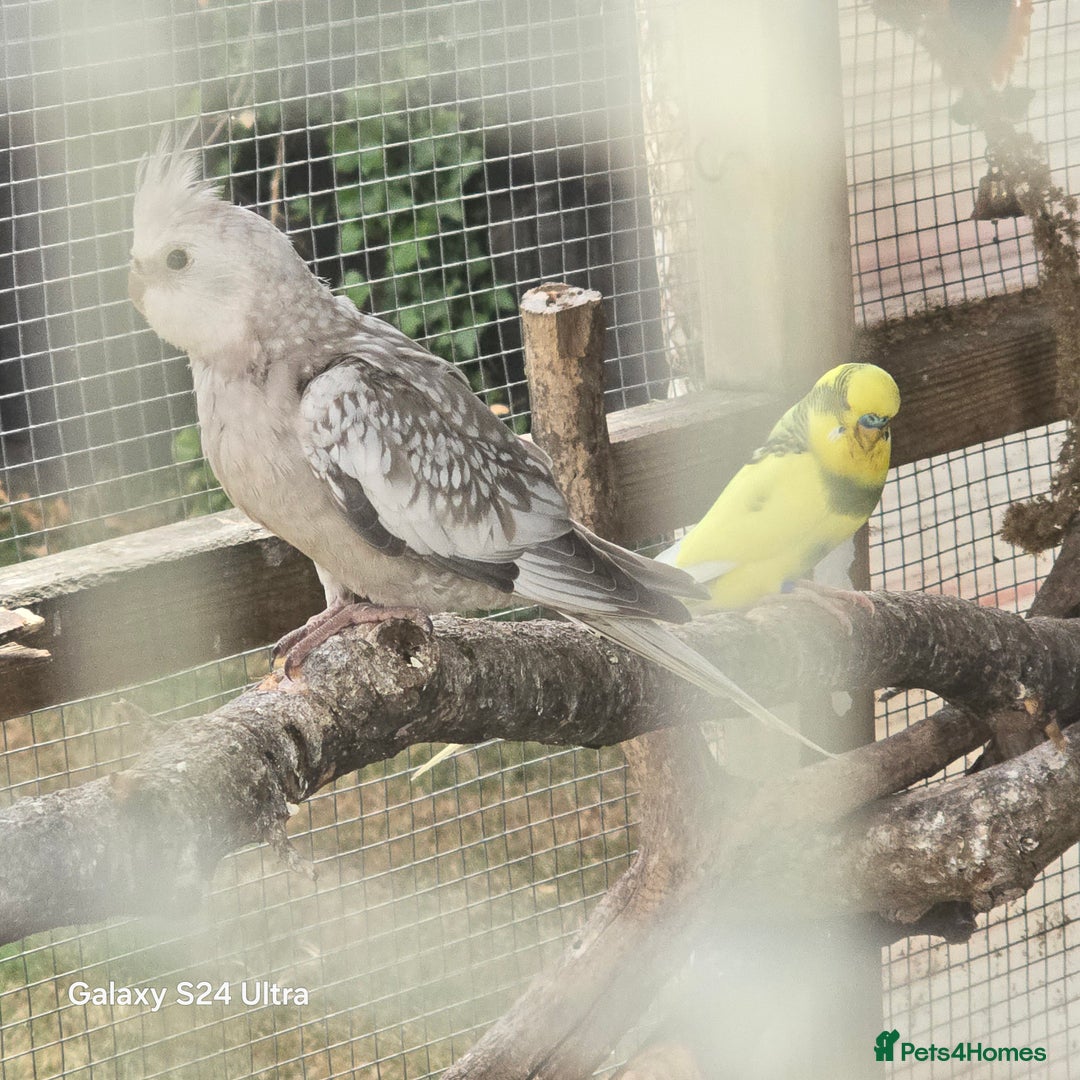 Cockatiels birds for sale: White faced cockatiels  - Image 2