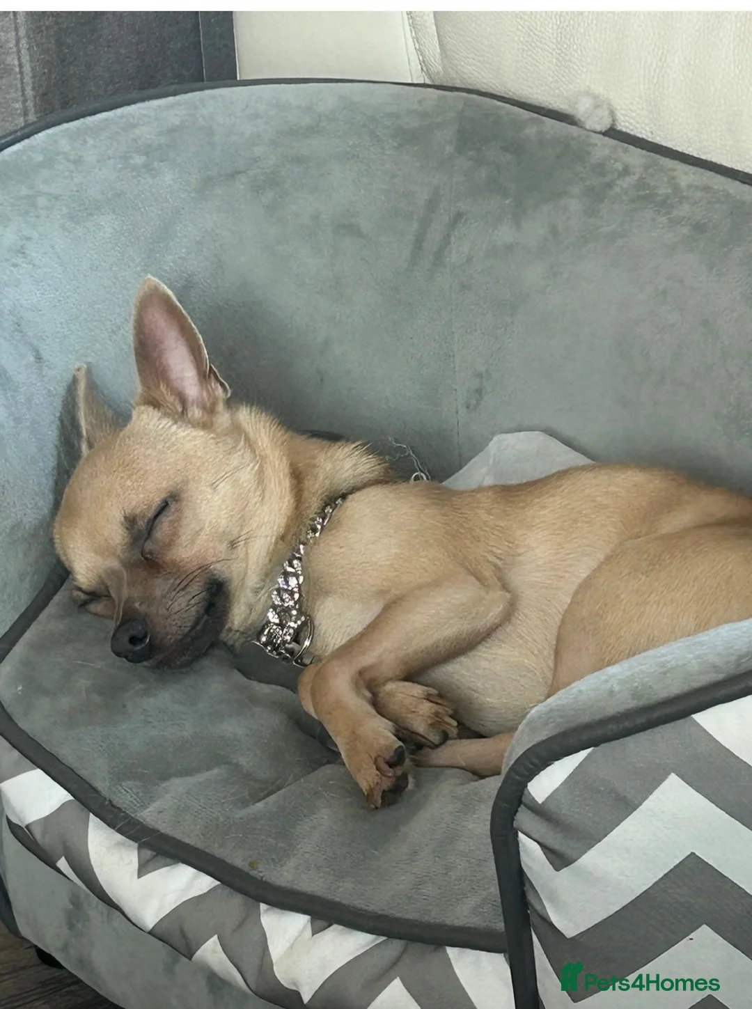 Chihuahua dogs for sale: 🐾 LOVING FOREVER HOME WANTED FOR SOBY 🐾 in Coventry - Advert 2