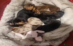 Miniature Dachshund dogs for stud: Proven dapple dachshund for stud - Image 8