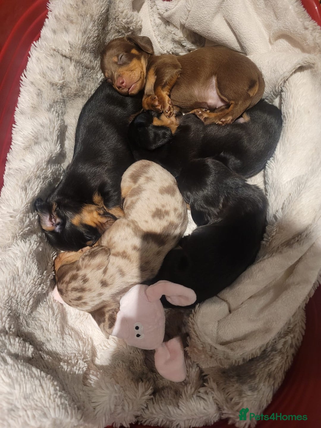 Miniature Dachshund dogs for stud: Proven dapple dachshund for stud - Image 8