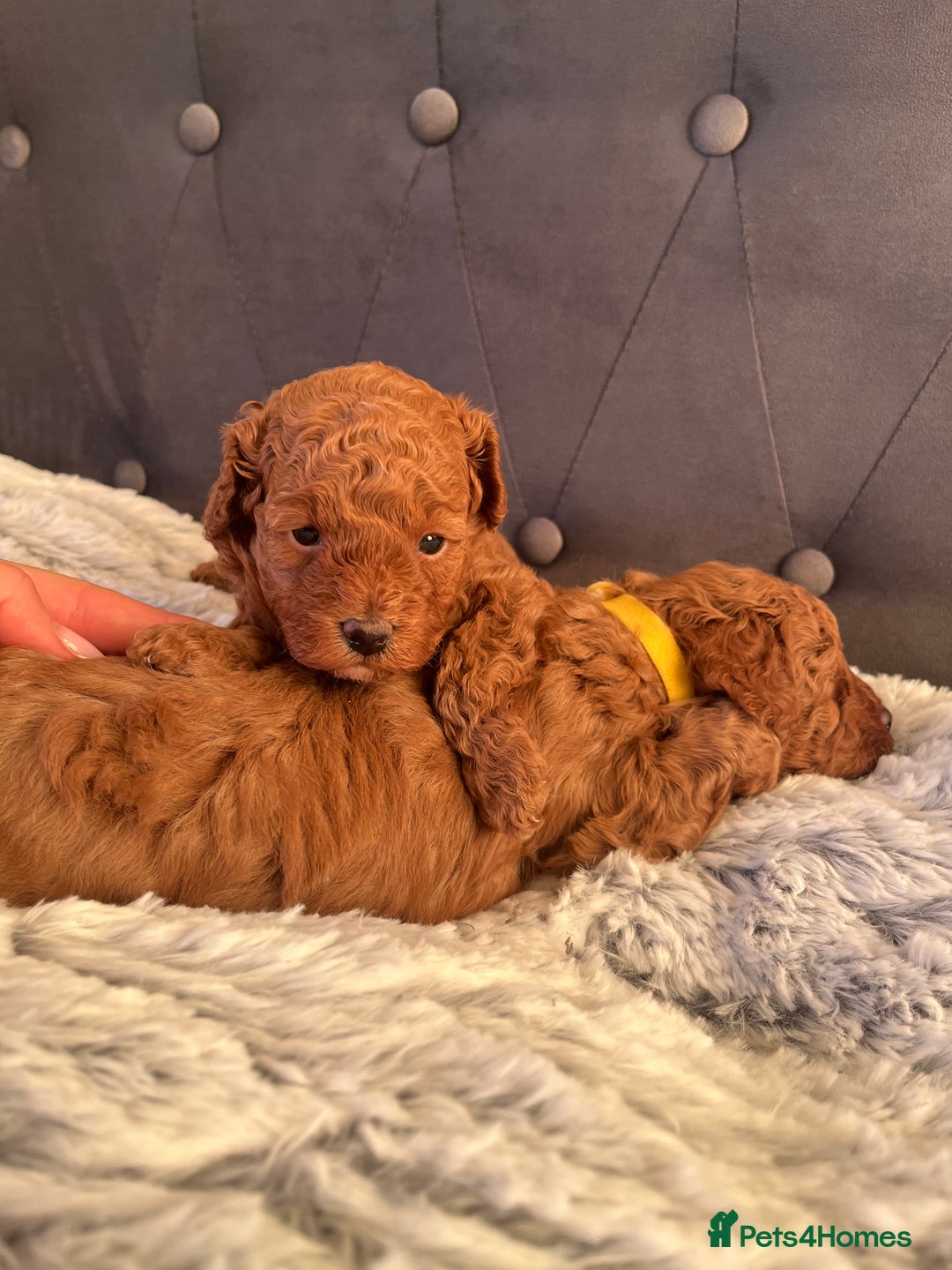Toy Poodle dogs for sale: Toy poodle puppies - Advert 29