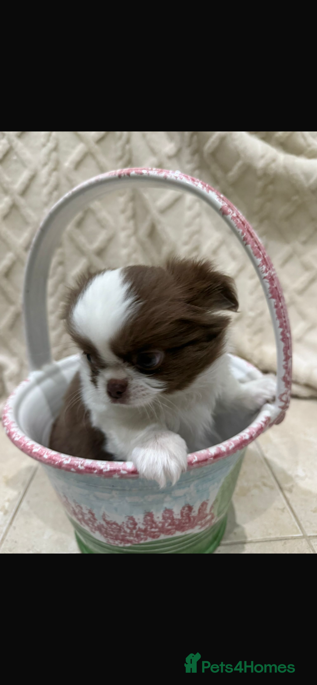 Chihuahua dogs for sale: Russian/Thai Chihuahua  - Advert 11