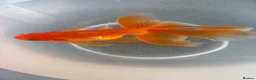 Goldfish fish for sale: Gold Fish cold water Essex in South Ockendon - Advert 6