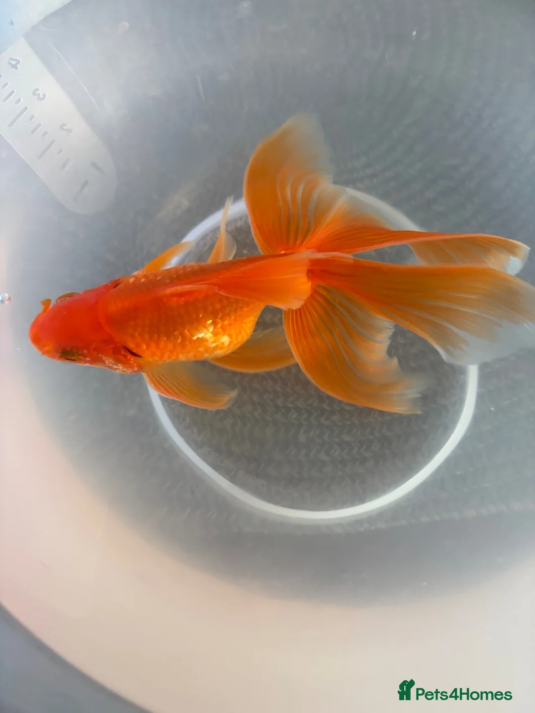 Goldfish fish for sale: Gold Fish cold water Essex in South Ockendon - Advert 6