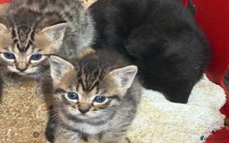 Mixed Breed cats for sale: Bombay x Bengal kittens  - Image 7