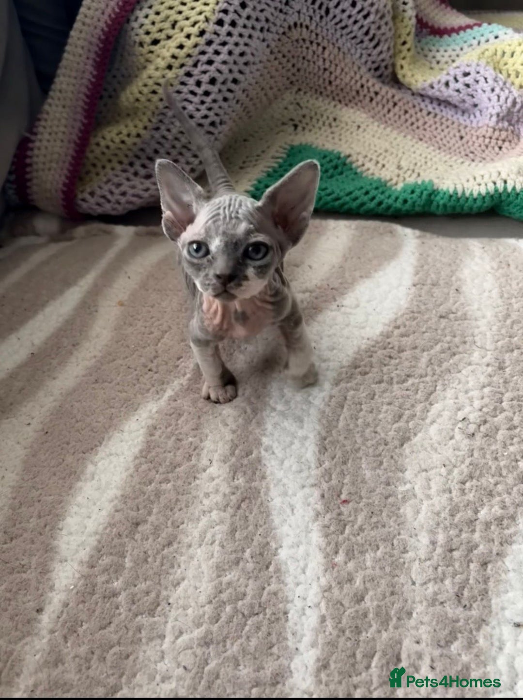 Sphynx cats for sale: Sphynx kitten £350 - £450 - Advert 1