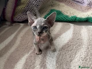 Sphynx cats Sphynx kitten £350 - £450 - Advert 4