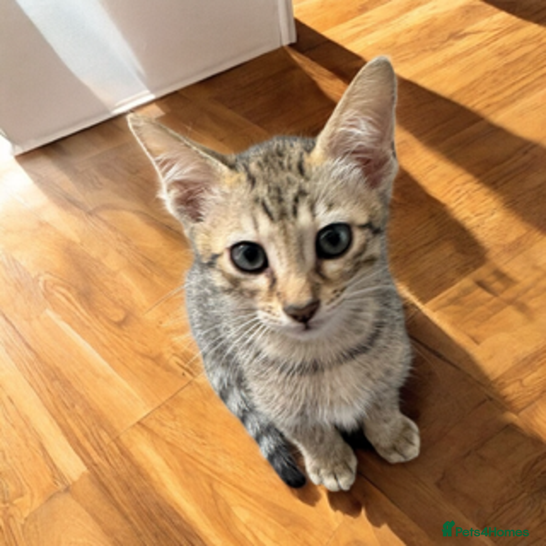 Oriental cats for sale: One Oriental Boy Left Looking for his forever home - Image 17