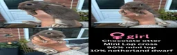 Mixed Breed rabbits for sale: Orange Mini lop + Mini lop cross black orange  - Advert 38