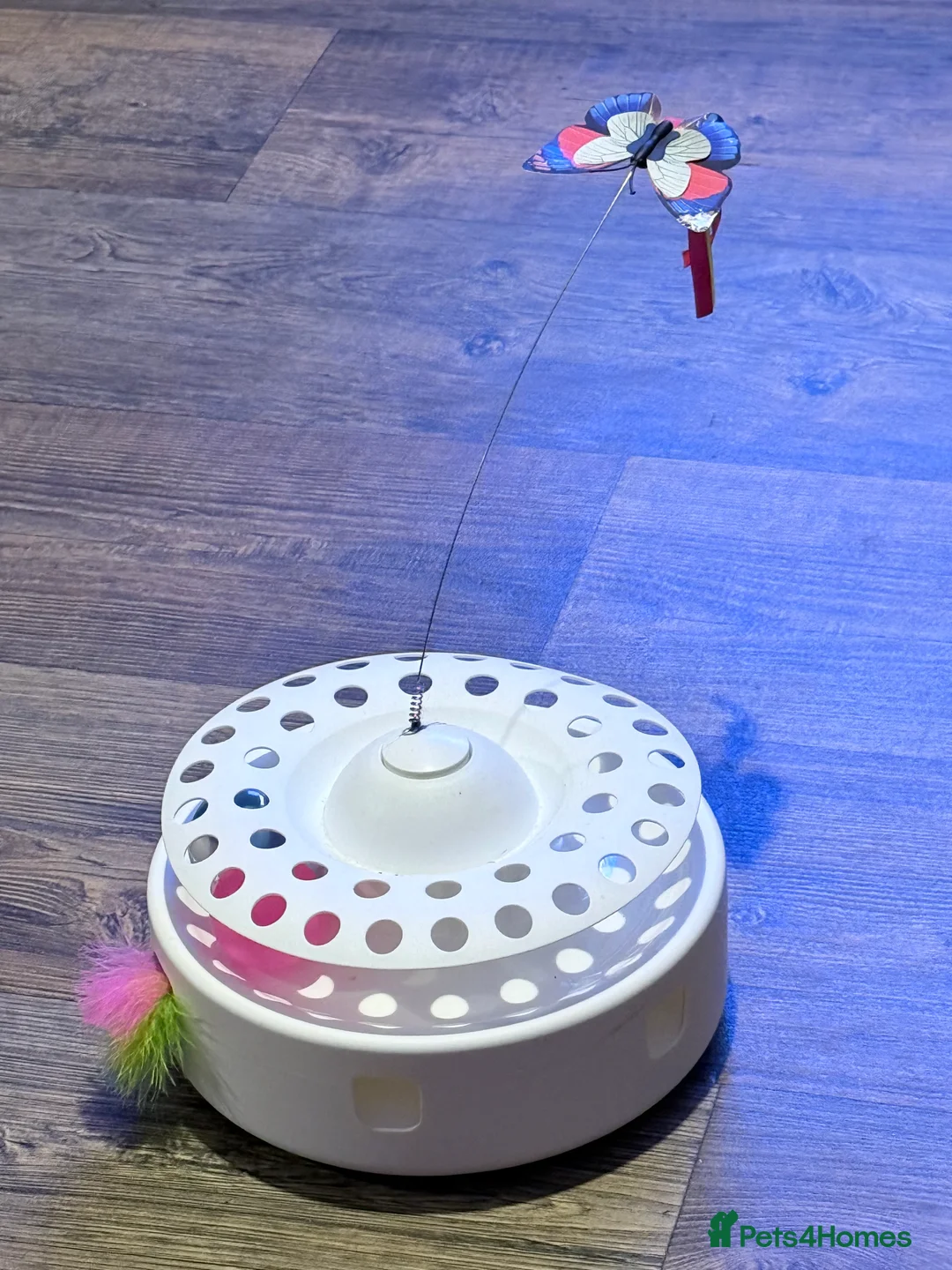 Persian cats for sale: Female Persian  - Advert 4