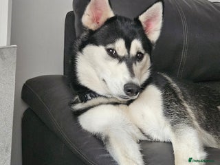 Siberian Husky dogs Siberian husky - Advert 2