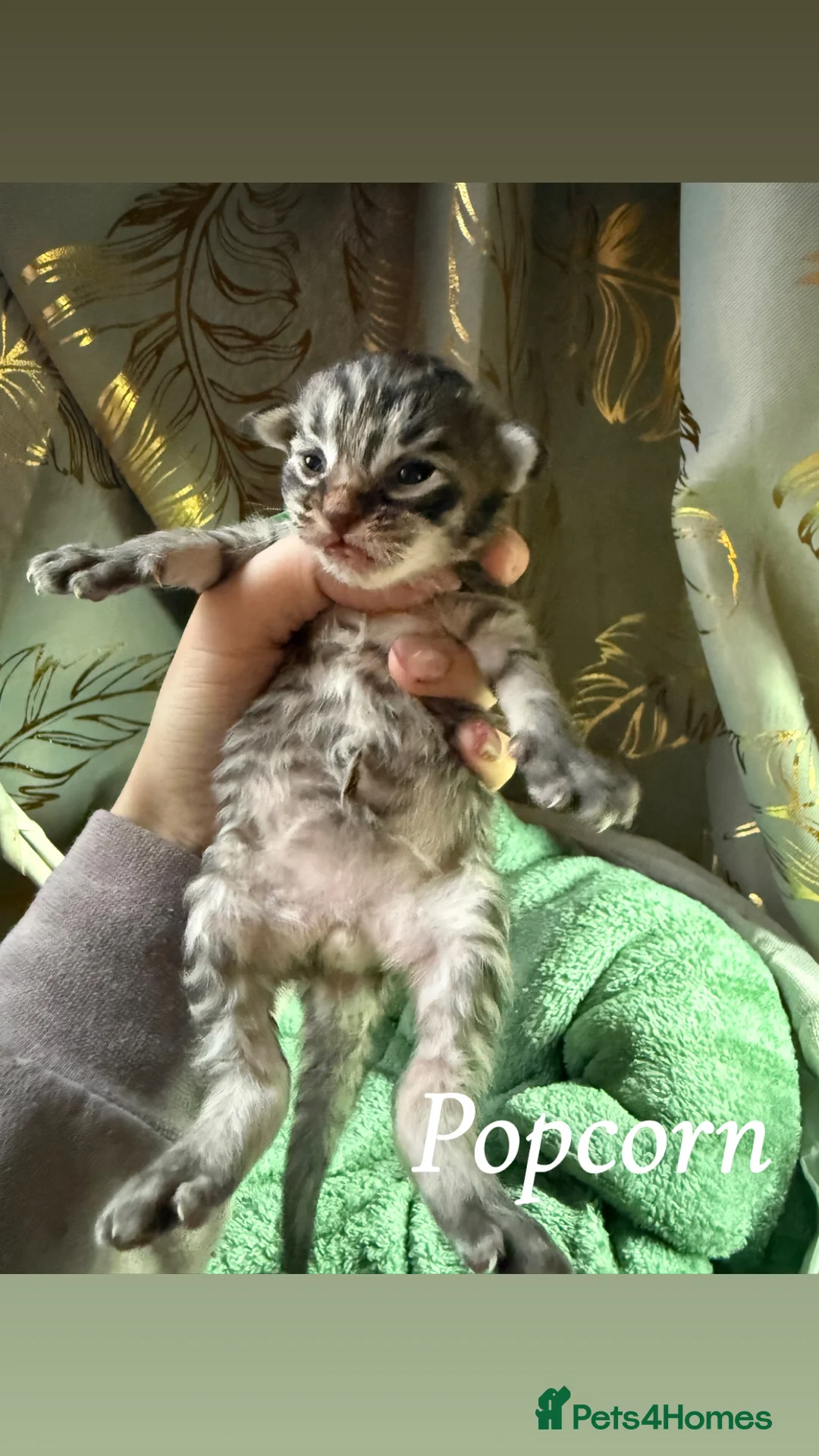 Siberian cats for sale: 6 beautiful siberian kittens  - Advert 10