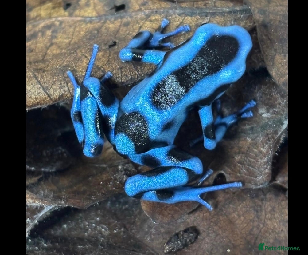 Frog reptiles pair poisen dart frogs  - Advert 1