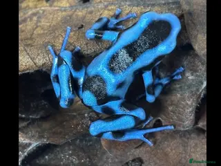 Frog reptiles pair poisen dart frogs - Advert 3