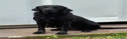 Labrador Retriever dogs for sale: Northmeols kc reg working line Labrador puppies  - Advert 3