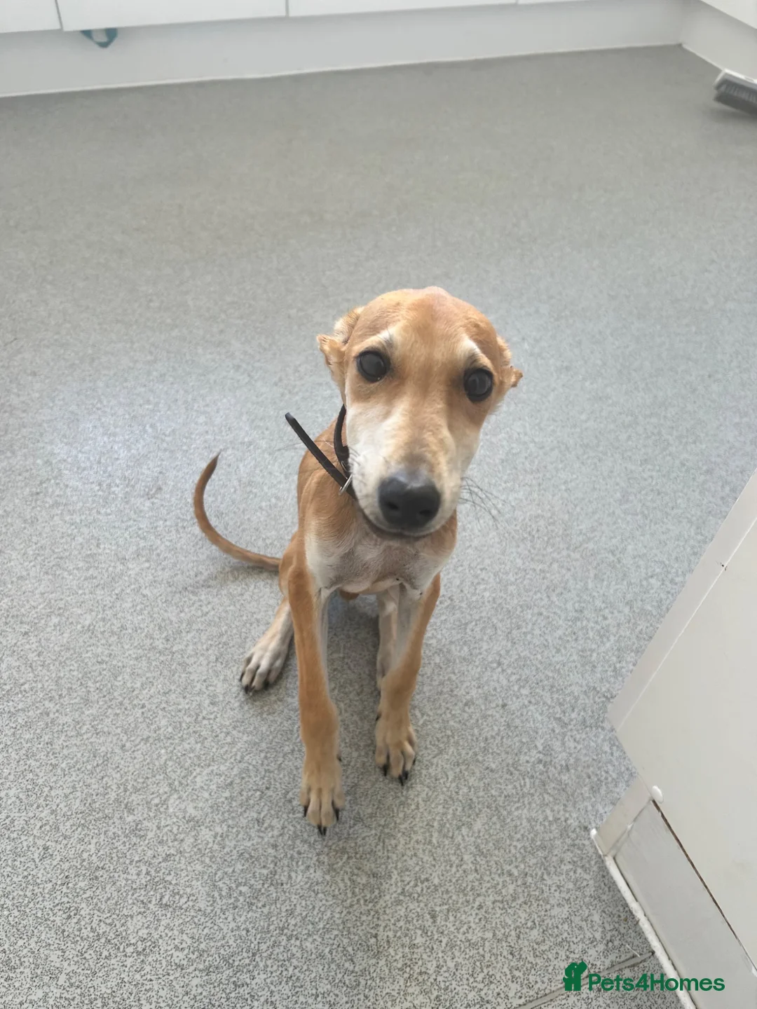Whippet dogs for sale: Suluki whippet cross collie greyhound  in Farnham - Advert 1