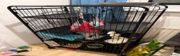 Ferret rodents for sale: 2x Ferrets looking for a loving home - Advert 3