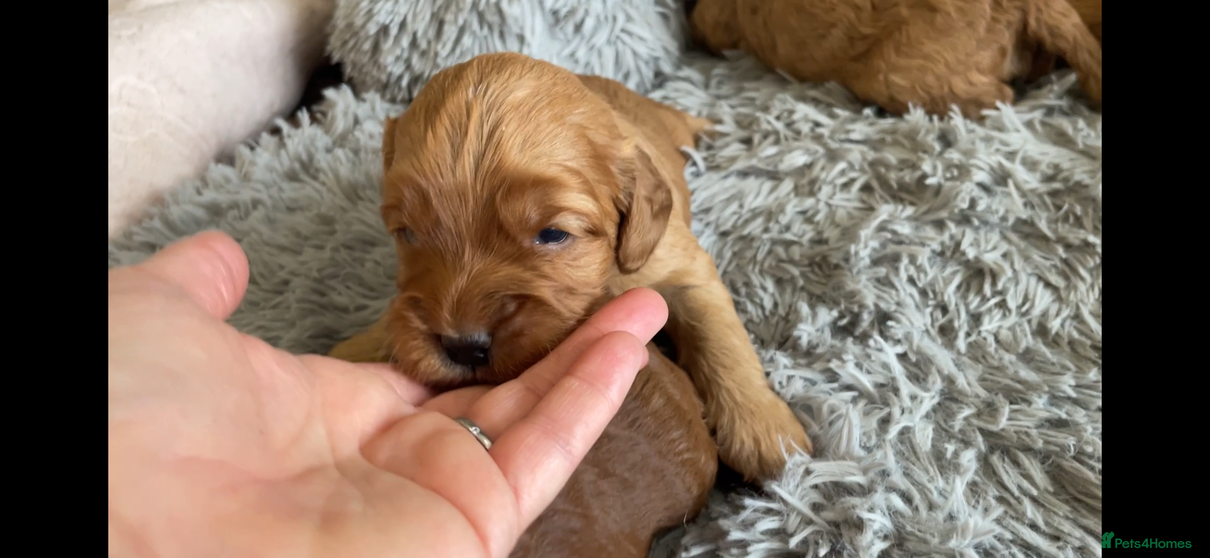 Cockapoo dogs 5⭐️ Red F1 cockapoo pups. Clear genetics - Advert 11