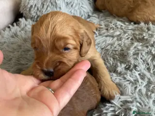 Cockapoo dogs 5⭐️ Red F1 cockapoo pups. Clear genetics - Advert 11