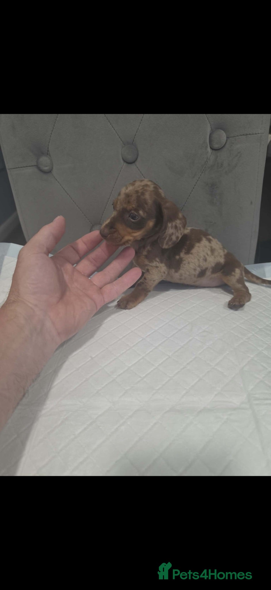 Miniature Dachshund dogs Miniature dachshund - Advert 1