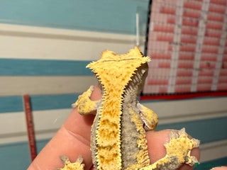 Gecko reptiles 🔥🔥 CRESTED GECKOS 🔥🔥🔥 - Advert 5