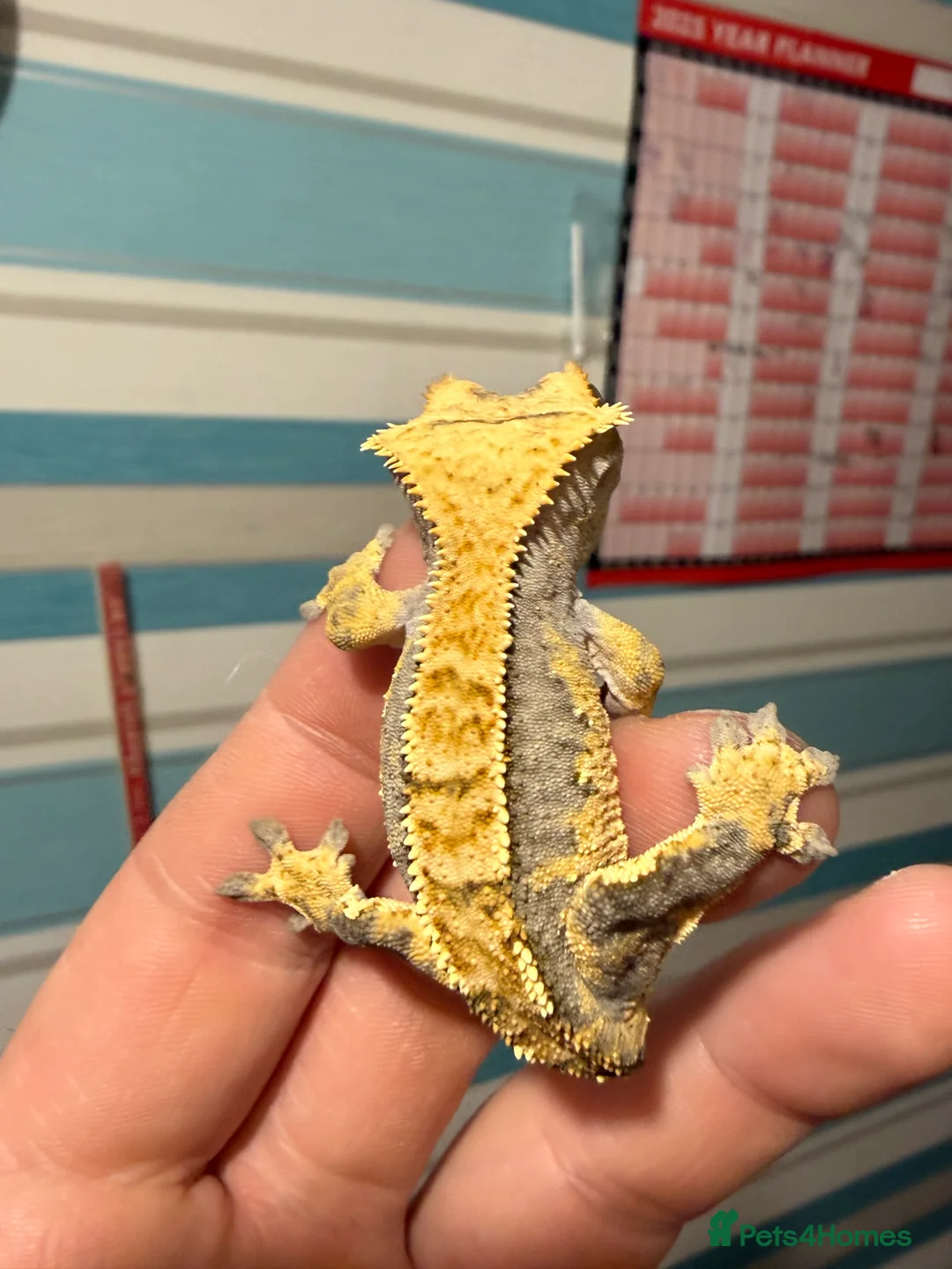 Gecko reptiles for sale: 🔥🔥 CRESTED GECKOS 🔥🔥🔥 - Advert 1