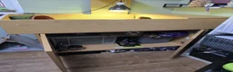 Tortoise reptiles for sale: Russian Tortoise + Enclosure in Nottingham - Advert 10