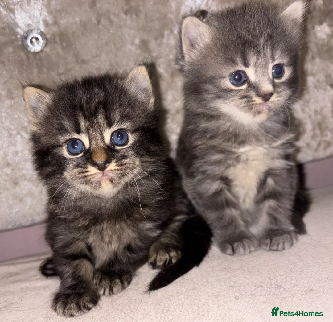 Mixed Breed cats for sale: Beautiful Kittens for sale half grey BSH - Advert 2
