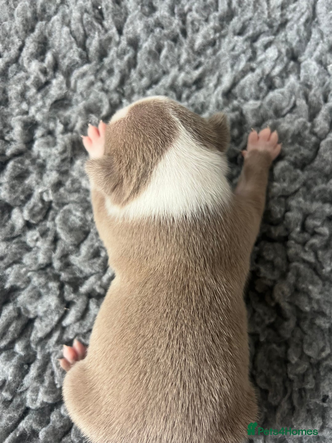 Boston Terrier dogs for sale: Boston terrier puppies - Image 13
