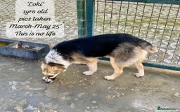 Mixed Breed dogs for adoption: Loki, 1 yr old, male. Reserved stc.  in Brixham - Image 11
