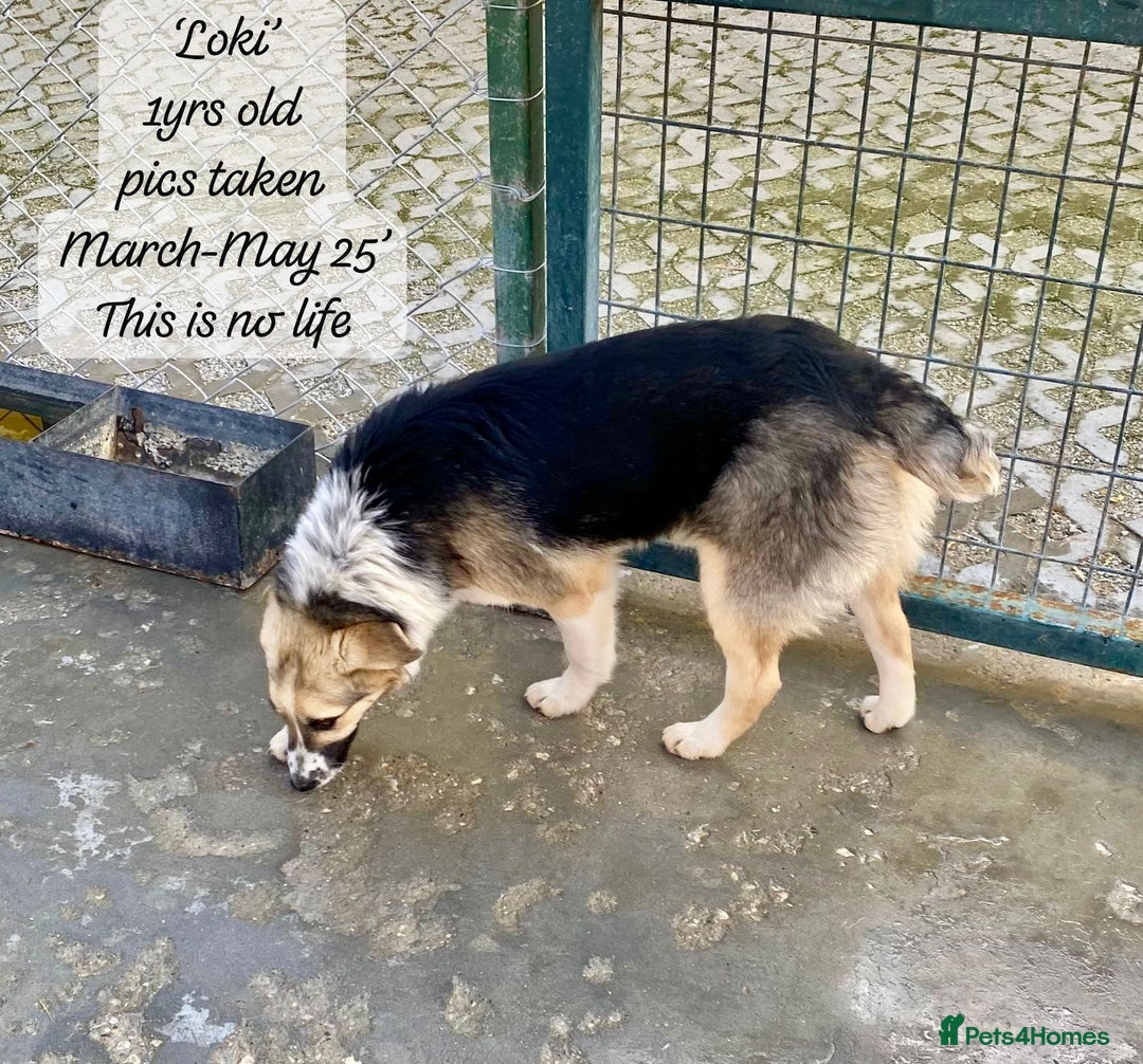 Mixed Breed dogs for adoption: Loki, 1 yr old, male. Reserved stc.  in Brixham - Image 11