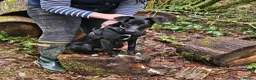 Mixed Breed dogs for sale: 1 yr old Collie x Labrador Bitch - Advert 4