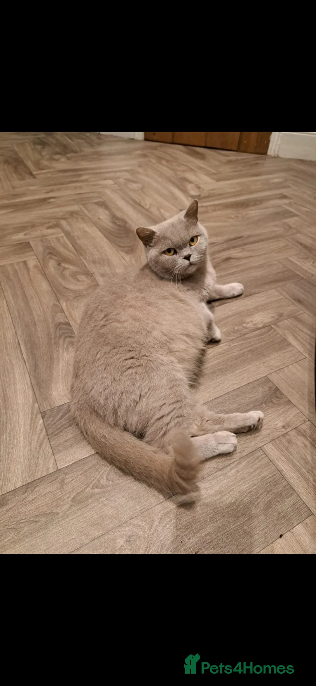 British Shorthair cats for sale: British Shorthair X kittens - Advert 2