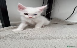 Maine Coon cats for sale: 2 Maine Coon kittens.  - Image 5